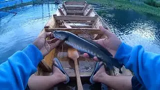 straike pagi....  #zeroxzingxdc #kaizenmushi #casting #castingfishing🎣 #gabus #bado #danauluttawar