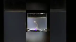 O russo que criou vida artificial (Parte 6)
