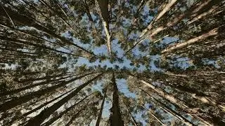 Low Angle View Of Tree Trunks (4K UHD)