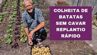 Colheita de Batatas sem Cavar - 39kg em 79 Dias! Plantando Alho-por&oacute; no Mesmo Dia | Horta em Julho