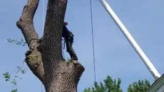 TreeJump