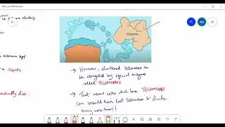 Role of Telomeres detail