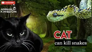 Cat Can Kill Snakes || fact of animal & birds || Animal Kingdom