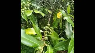 CAROLINA LAUREL CHERRY