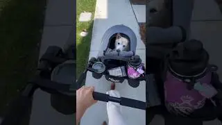 Petique&rsquo;s Trailblazer Pet Jogger will CHANGE your pets life!! #dogs #dogstroller #petstroller #pets