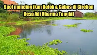 Spot Mancing Ikan Betok & Gabus di Cirebon || Desa Adi Dharma Tangkil