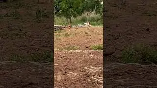 Maya e Yara tocando o terror