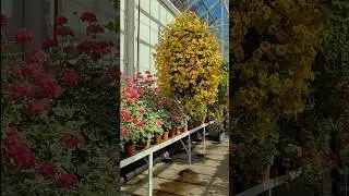 David Welch Winter Gardens,Duthie park, Aberdeen, Scotland, United Kingdom