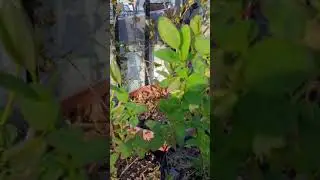 Aronia from seeds. Current cutting flowering , honey berries