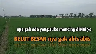 Mancing belut , Gak ada habis2 nya belut besar disawah ini,setiap ngurek belut selalu ada yang besar