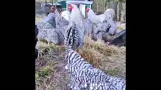 The small Rooster think I'm the king more