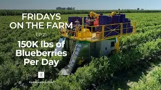 Harvesting 150,000 lbs. of Organic Blueberries a Day – Fridays on the Farm Ep 21