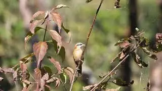 Streak breasted scimitar babbler
