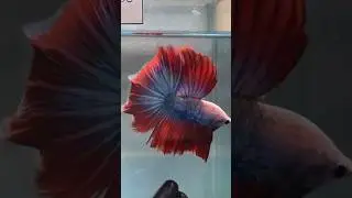Beautiful bettas on display at a Show! 💫 #showbettas #bettafish #bettacontest #bettashorts