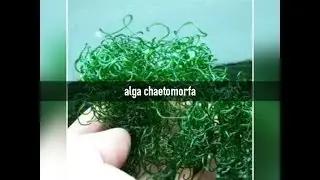 aqurio marinho alga chaetomorfa