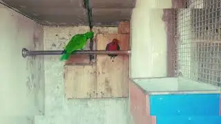 Eclectus parrot #long#longvideo#beautifulanimal#birds#parrot #viral #viralvideo #trending 
