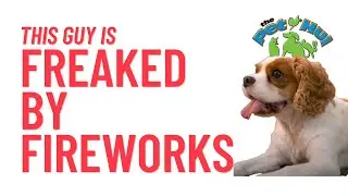4th of July Dog Safety Tips