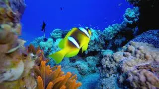 [9 HOUR] Underwater Background Video | No Sound | Fish Swimming Loop - Zen Blue Depths