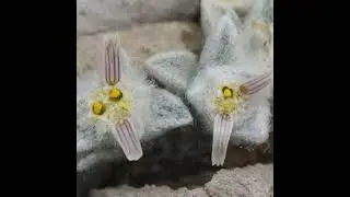 Unveiling the Wooly Devil: A New Flower Discovery in West Texas