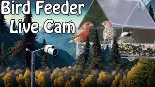 LIVE Bird Feeder Located in the Palouse of the Pacific Northwest | Mar 24, 2024