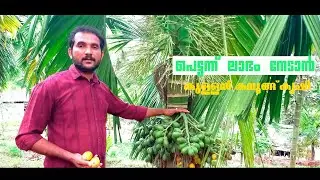 എളുപ്പത്തില്‍ ആദായം നേടാന്‍ കുള്ളൻ കവുങ്ങ് കൃഷി|വിത്തടക്ക വേണോ ?