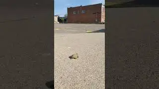 I found this baby turtle