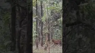 Tiger hunting baby deer 😱 | Rare Footage.   #shortsfeed #feedshorts