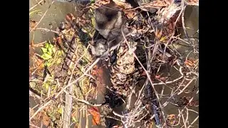 January 12, 2026 Status of the Stranded Cats #feralcatrescue