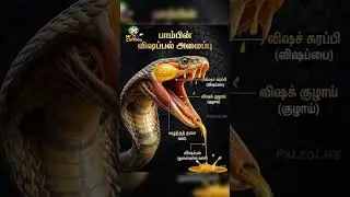 How Snake Venom Enters Human Body 😱 | #Shorts #shortsfeed #snake #scienceshorts