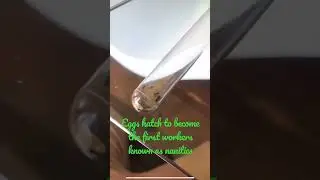 The story of my ant colony in 15 seconds