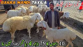 Bakra Mandi Taxila Update 2026 | Turkey Dumby Local Mall