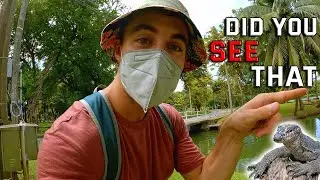 Lumpini Park Monitor Lizards, Gym And More * Enjoyable Day At Lumphini Park *