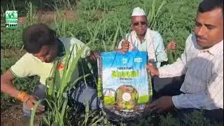 Green planet used sugarcane 