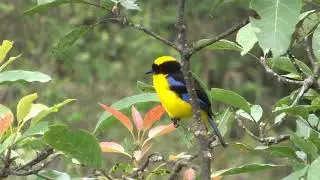 Blue winged mountain tanager (Anisognathus somptuosus)