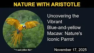 The Vibrant Blue-and-yellow Macaw: Nature's Iconic Parrot | Nature with Aristotle