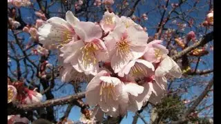 Komuroyama Park, Ito, Japan/小室山公園 #早咲きの桜 #sakura