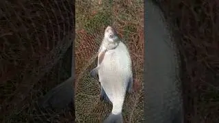 pesca e rilascio breme ( pesce ) 🐟 🎣 🐠