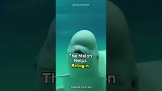 Beluga Whales🐋 | The Squishy-Headed Ocean Wonders!