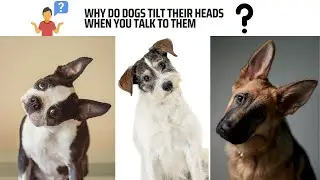 Why Dogs Tilt Their Heads When You Talk to Them?
