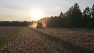 Żniwa 2025 | Koszenie pszenicy | New Holland TC 5070