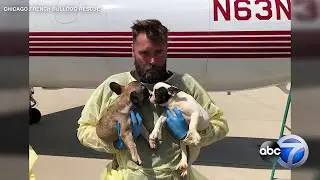 23 French bulldog puppies rescued from Texas brought to Chicago for adoption