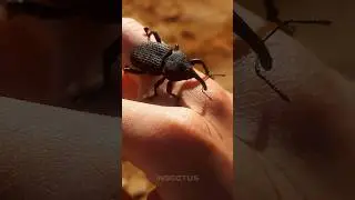 Besouro gorgulho do coqueiro (Homalinotus coriaceus) + #shorts #animal #insetos #besouro #insectus