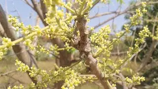 நாள்-51-ஒதியன் மரம்!Day-51-Indian Ash tree!இது ஒதுக்கப்பட்ட மரம் அல்ல!அதிக பயன்கள் தரும் ஒதிய மரம்!