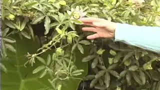 Choose Passion Vine