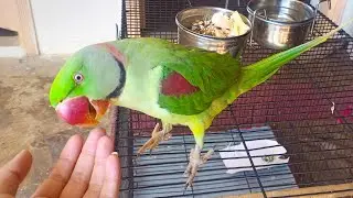 Mithu play | Alexander parrot | Kashmiri raw parrot | King raw parrot