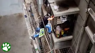 Hero climbs high rise building to save cat