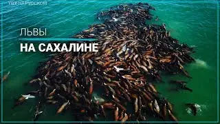Почему побережье Сахалина облюбовали морские львы?