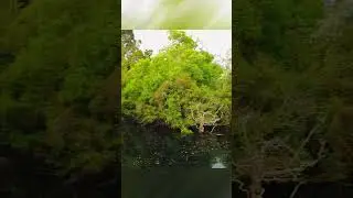 Exploring Western Springs Auckland | Nature, Wildlife & History 🦢🏞️ | new zealand vlog