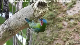 Black-eared Barbet @ Chiu S C DSCN1520