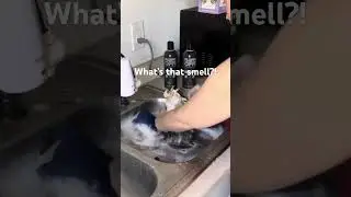#tortoise #shell #abyssinian #guineapig #takes #revenge #on #guardian #for #bathtime #tricolor #cavy